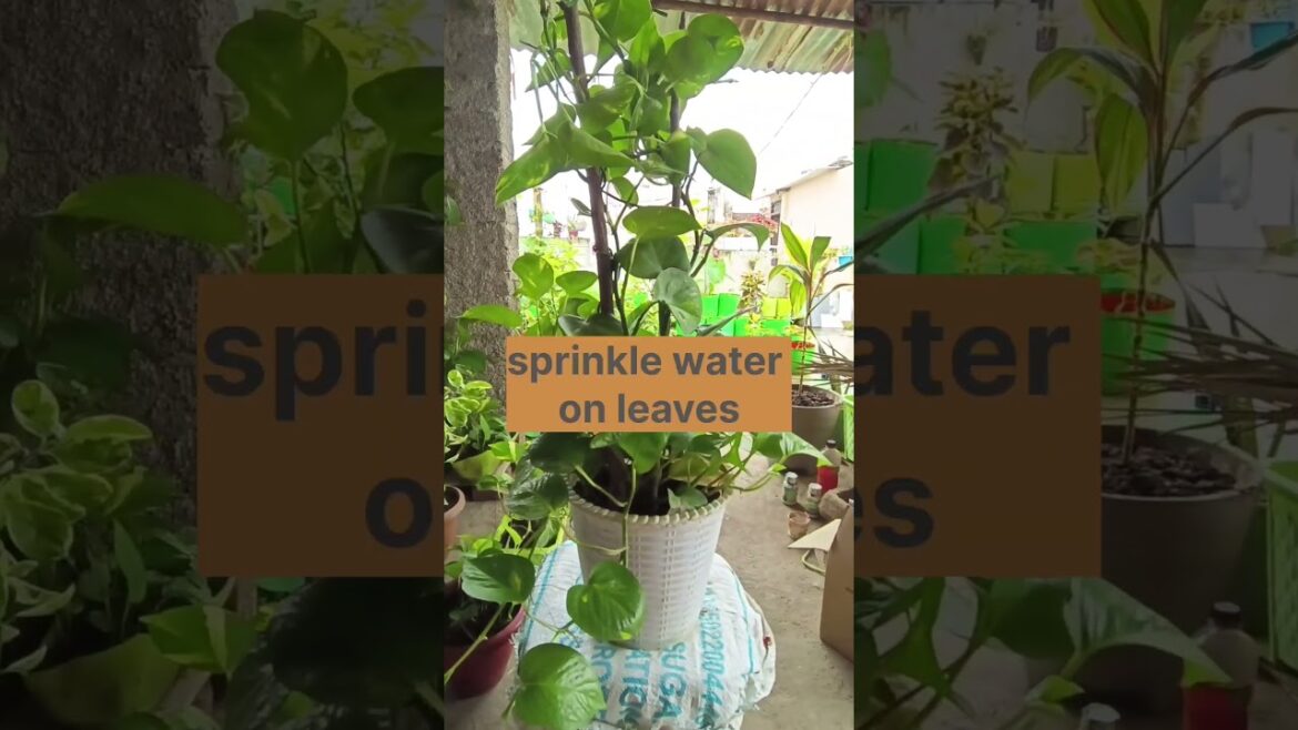 how to care of money plant! #trends #moneyplant#care #plants #gardening #nature #howtogrow#newshorts how to care of money plant! #trends #moneyplant#care #plants #gardening #nature #howtogrow#newshorts