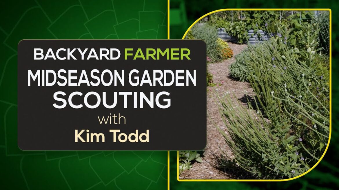 Midseason Garden Tips with Kim Todd 🌱 | Perennials, Weeds, Bulbs & Self-Seeding Plants Midseason Garden Tips with Kim Todd 🌱 | Perennials, Weeds, Bulbs & Self-Seeding Plants