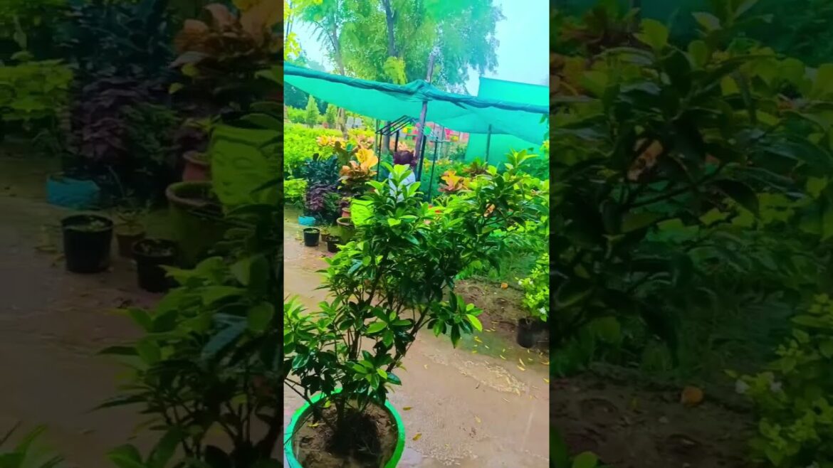 gardening guide, diy garden ideas, gardening hack, gardening tips,#gardening #homegarden #shorts #yt