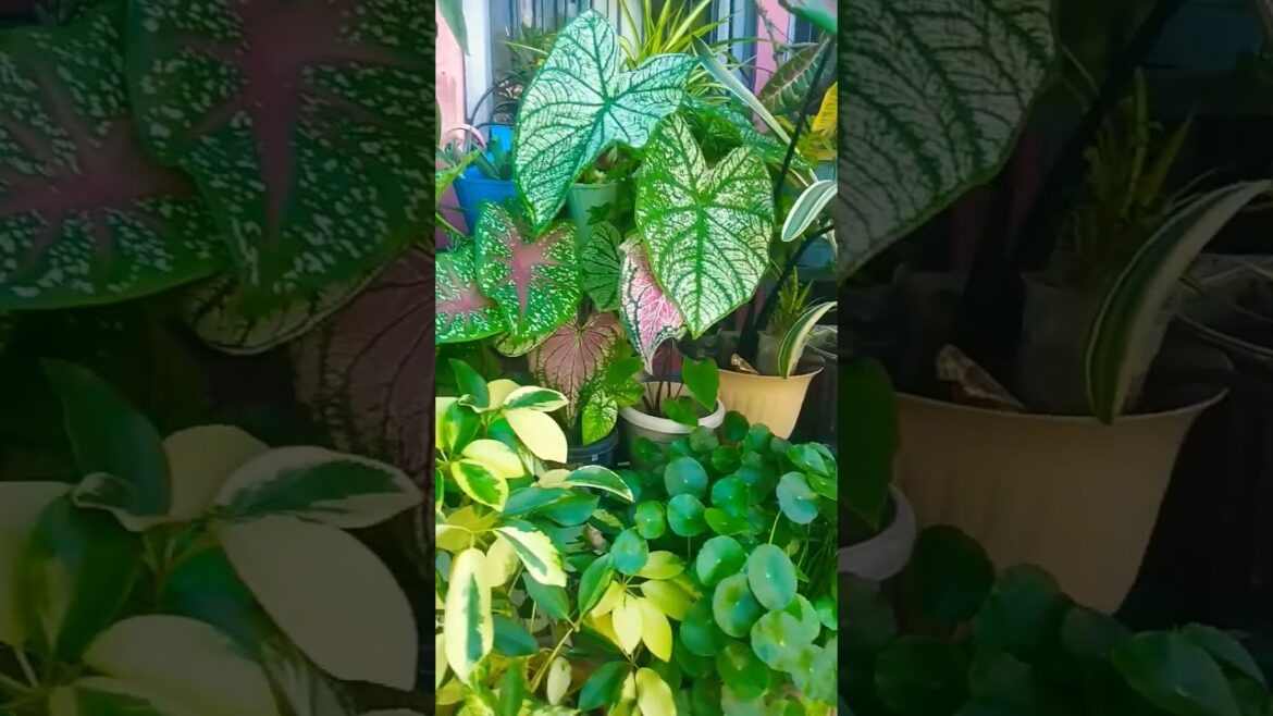 #garden #plants #gardening #flowers #gardendesign #decor #plantscutting #flowerplants