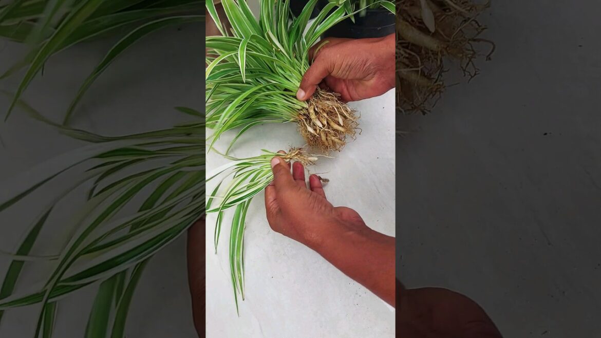 FAST & Easy Way to Propagate Spider Plants
