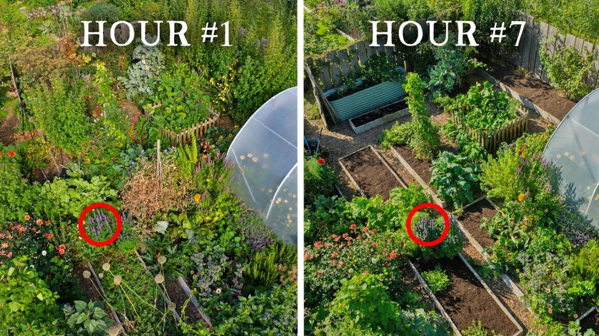 Rescuing An Abandoned Kitchen Garden