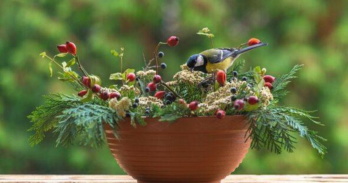 Protect birds in your garden with key change this August Ipso logo
