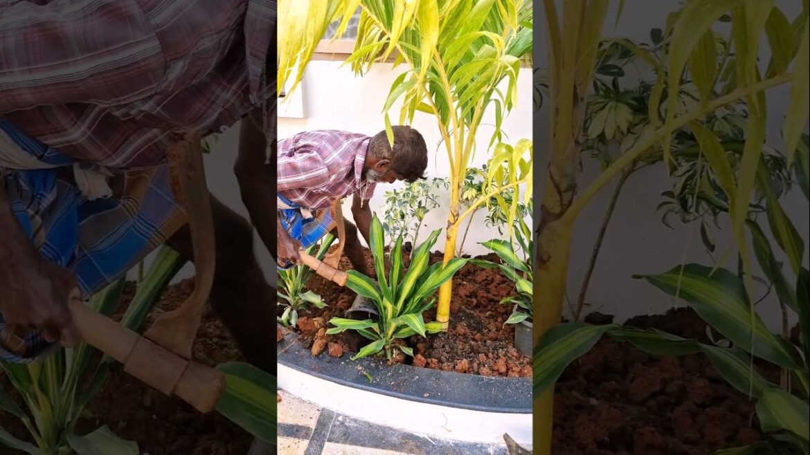 Home Garden Setup Done at Madhavaram | Landscaping Ideas