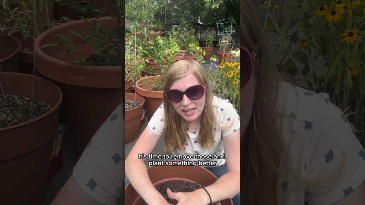 Container Garden Refresh