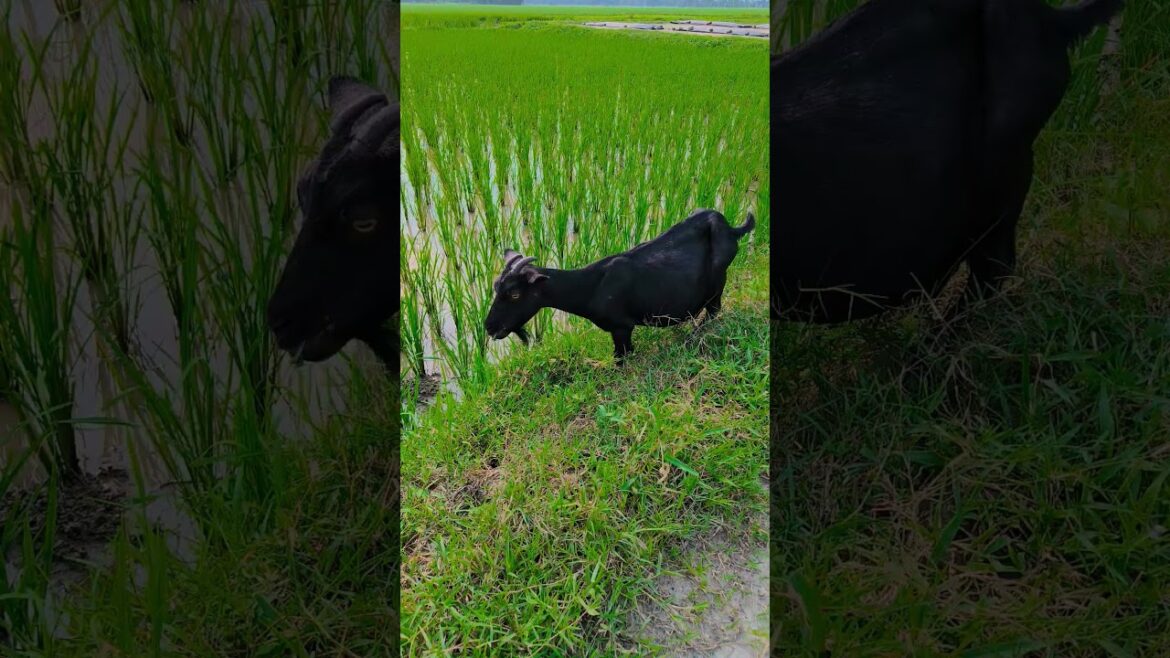 Natural Beauty of Village #village #flowers #garden #nature #naturelovers #happiness #gardening