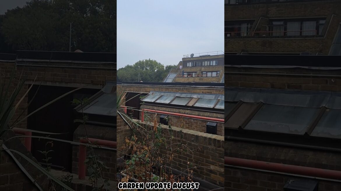 Garden Update August #newwindows #balconygarden #gardenplans #gardening #balconymakeover Garden Update August #newwindows #balconygarden #gardenplans #gardening #balconymakeover