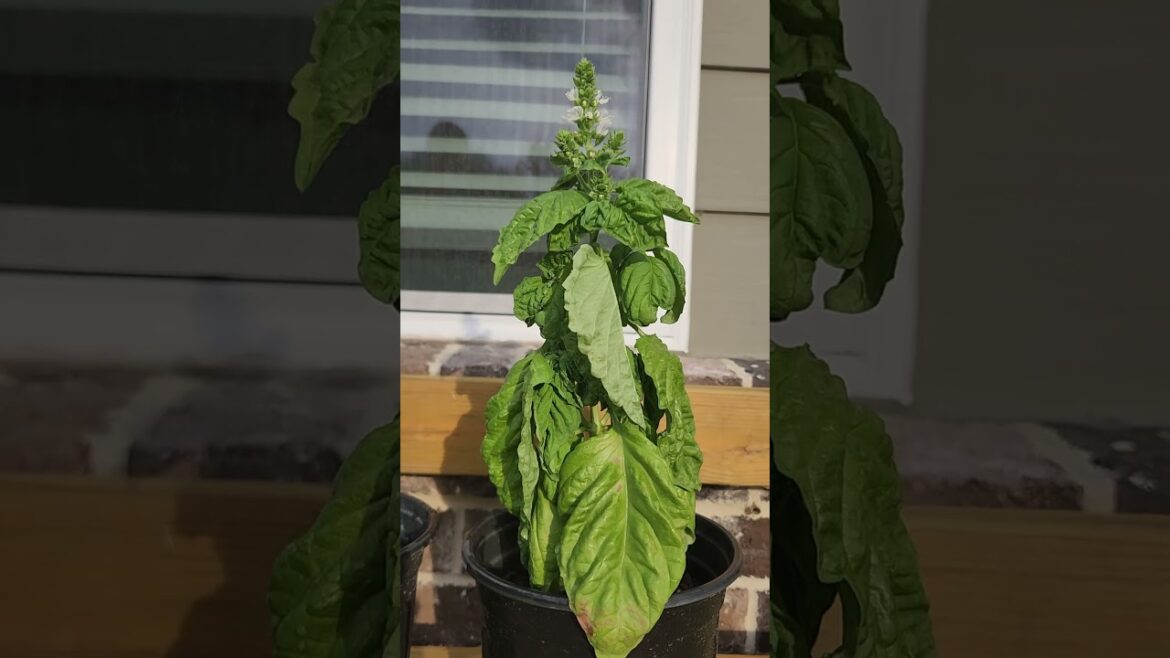 Wilting basil leaves #basil #garden #gardening #gardeningtips #backyardgardening