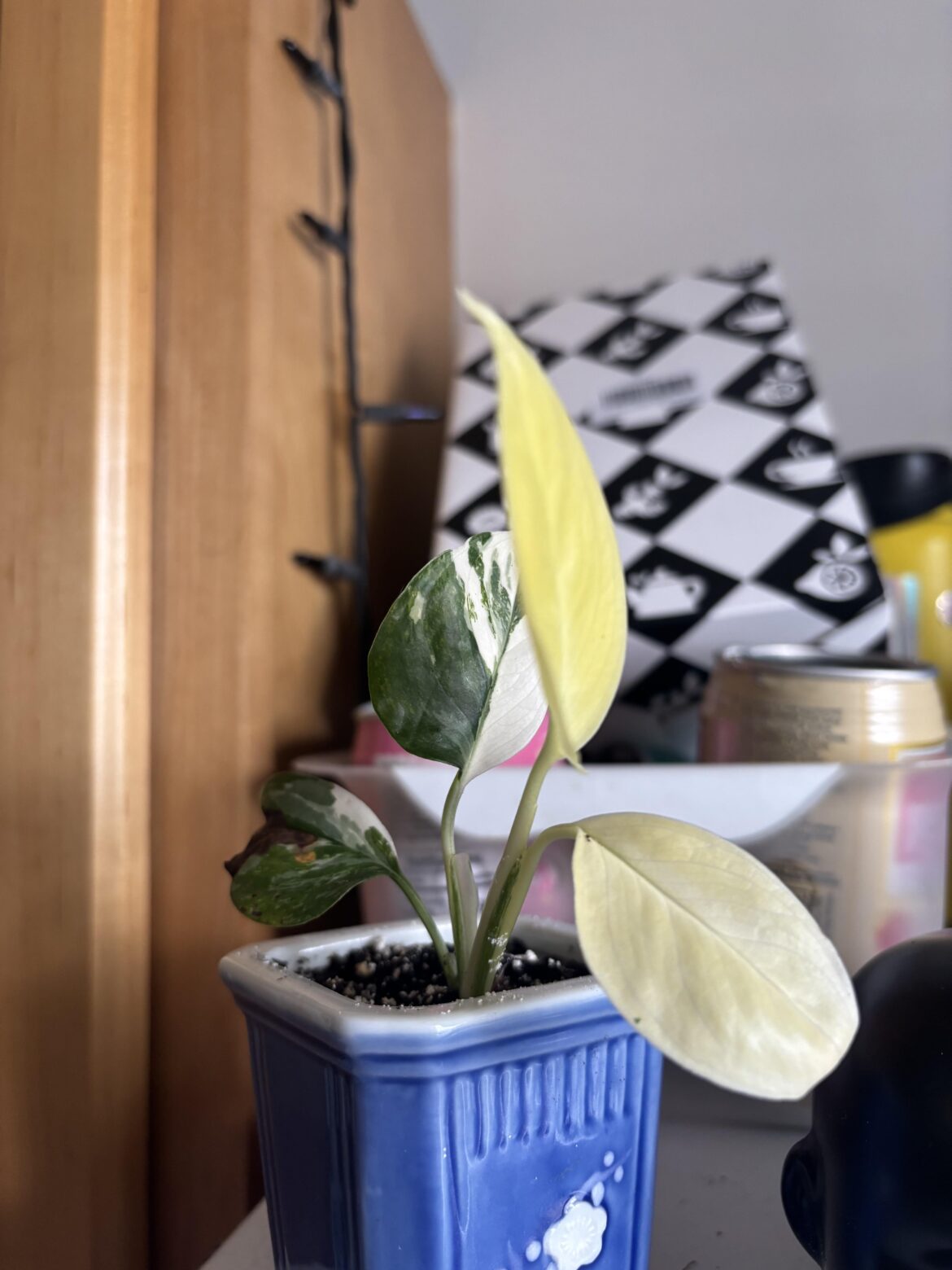 Will another leaf with green appear?