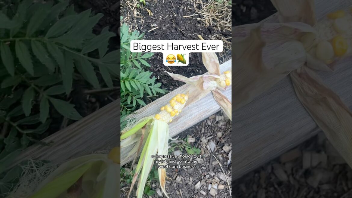 Biggest harvest of the year!!! 😂🌽 #backyardgarden #gardening #growyourownfood