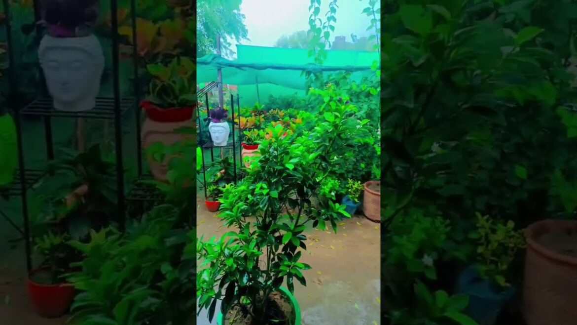 gardening guide, diy garden ideas, gardening hack, gardening tips,#gardening #homegarden #shorts #yt gardening guide, diy garden ideas, gardening hack, gardening tips,#gardening #homegarden #shorts #yt