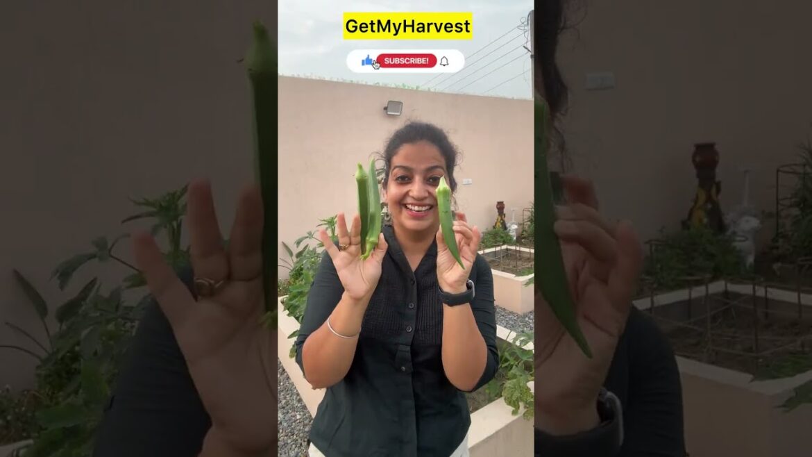 Yeh Harvest Jayega Maa Ke Ghar | Ek New Sabzi Harvest Ki Hai Uska Naam Comment Karo #shorts Yeh Harvest Jayega Maa Ke Ghar | Ek New Sabzi Harvest Ki Hai Uska Naam Comment Karo #shorts