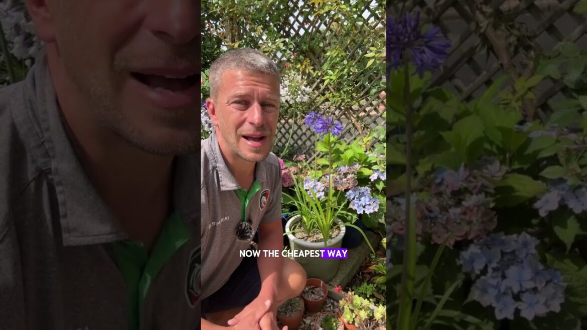 Loving our agapanthus! #agapanthus #garden #gardenideas #gardenning #gardenningideas #gardentips