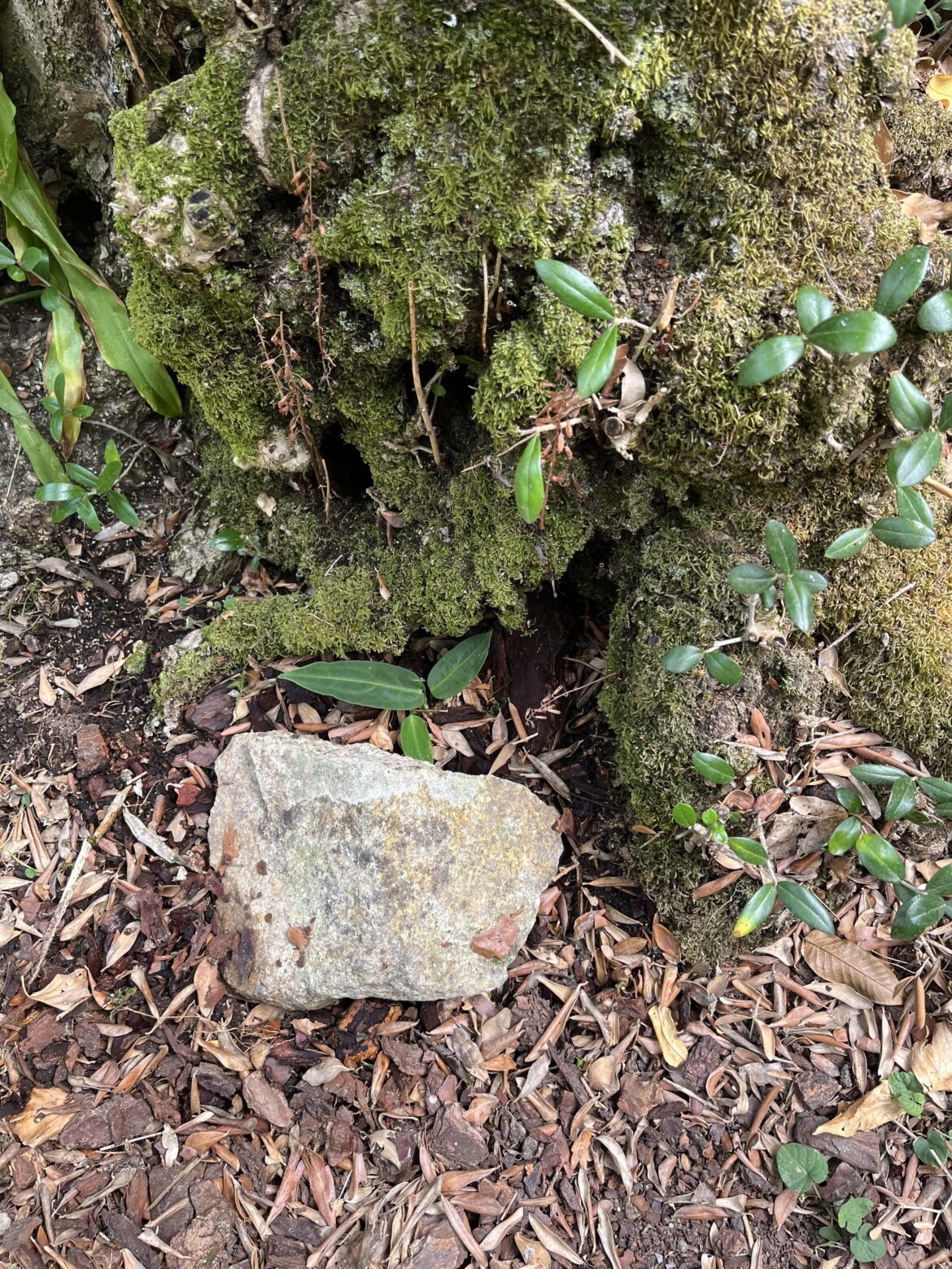 Will my A. Waroqueanum survive like this in (portuguese) winter?
