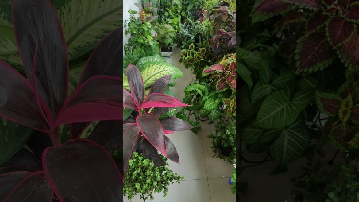 Sunday garden overview | Small balcony garden ideas 👍 | Container gardening👍🌿 | Indoor plants🌱👍 |