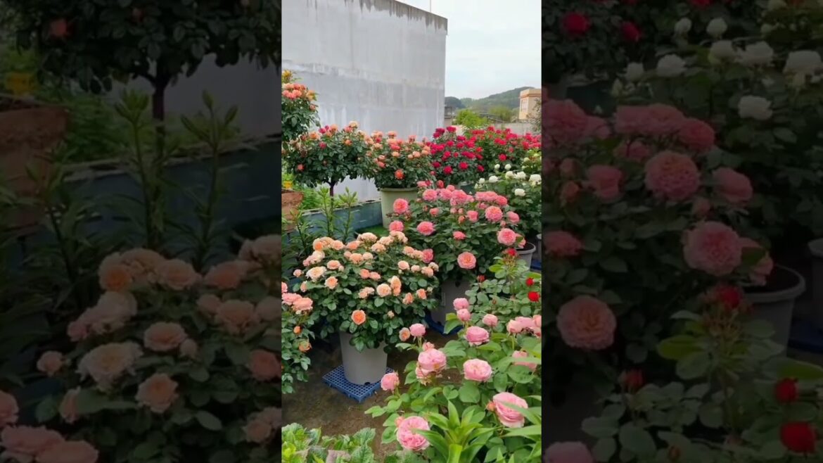 Outdoor Garden on a Budget 🌴💰#gardening #nature #flower #photography #homedecor #asmr #plants #oasis