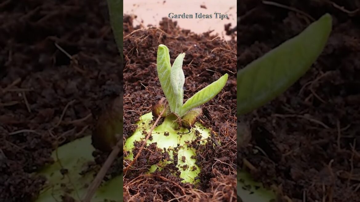 Plant Grafting Hacks #containergardening #balconygardening Plant Grafting Hacks #containergardening #balconygardening