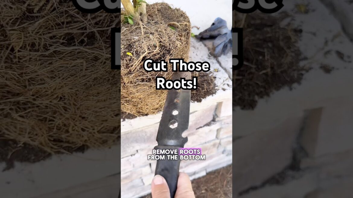 HOW CAN IT BE SO BEAUTIFUL? #containergardening #boxwood #gardeningideas #gardeningtips #shorts