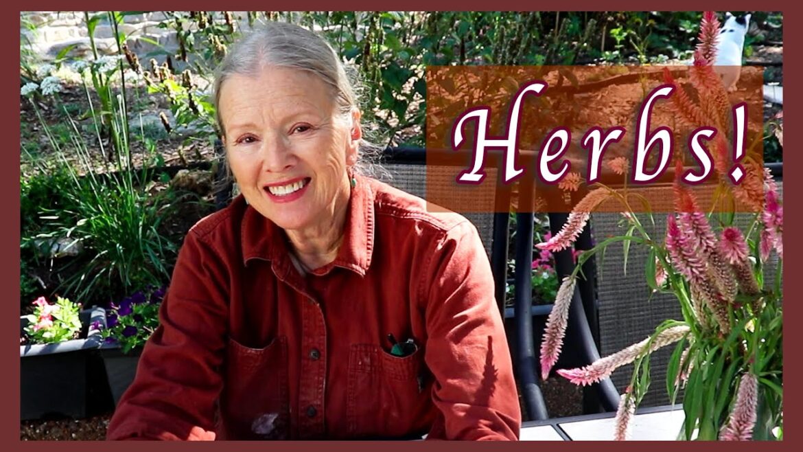 Kaye Kittrell: Herbs I’m Growing | Bible Herbs & Much More! Herbs I'm Growing | Bible Herbs & Much More!