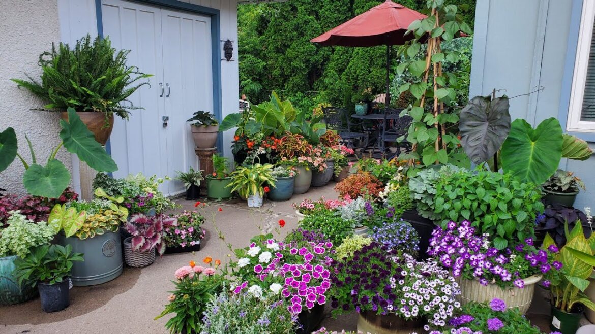 Early July Container Garden Update, Minnesota Zone 5a