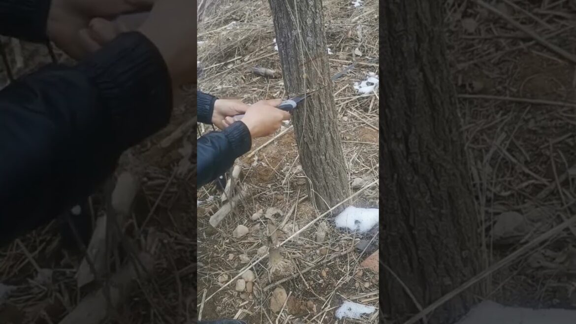 Japanese Jingxuan 270 labor saving fruit tree saw Japanese Jingxuan 270 labor saving fruit tree saw