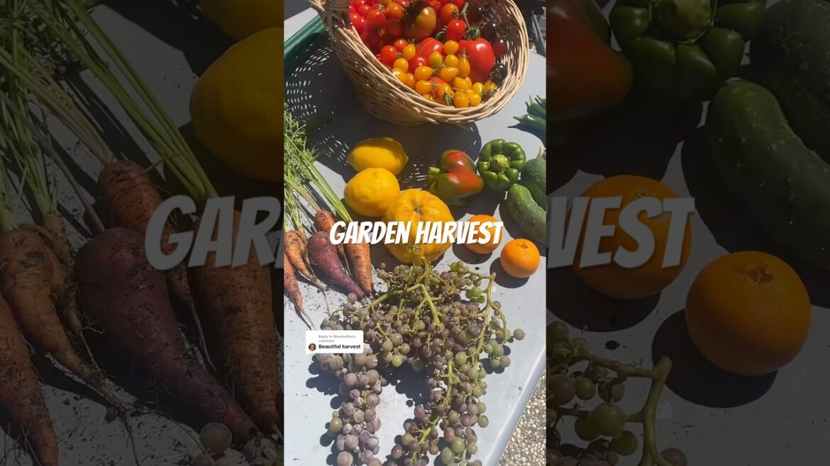 #GardenHarvest #BackyardGarden #GardenHarvest #BackyardGarden
