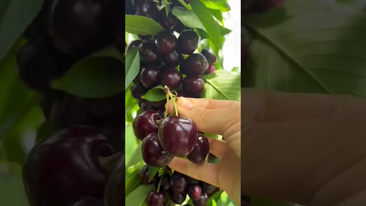 Enjoy beautiful nature with rural life, oddly satisfying fruit #fruit #satisfying #shorts Enjoy beautiful nature with rural life, oddly satisfying fruit #fruit #satisfying #shorts