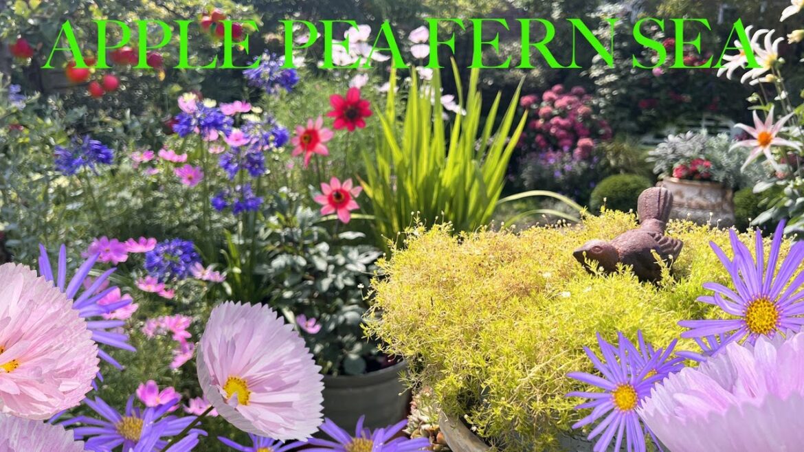 August Container Garden Tour & Topiary Trim, Cosmos ‘Cupcakes Blush’ & Many Lovely Growing Things! August Container Garden Tour & Topiary Trim, Cosmos ‘Cupcakes Blush’ & Many Lovely Growing Things!