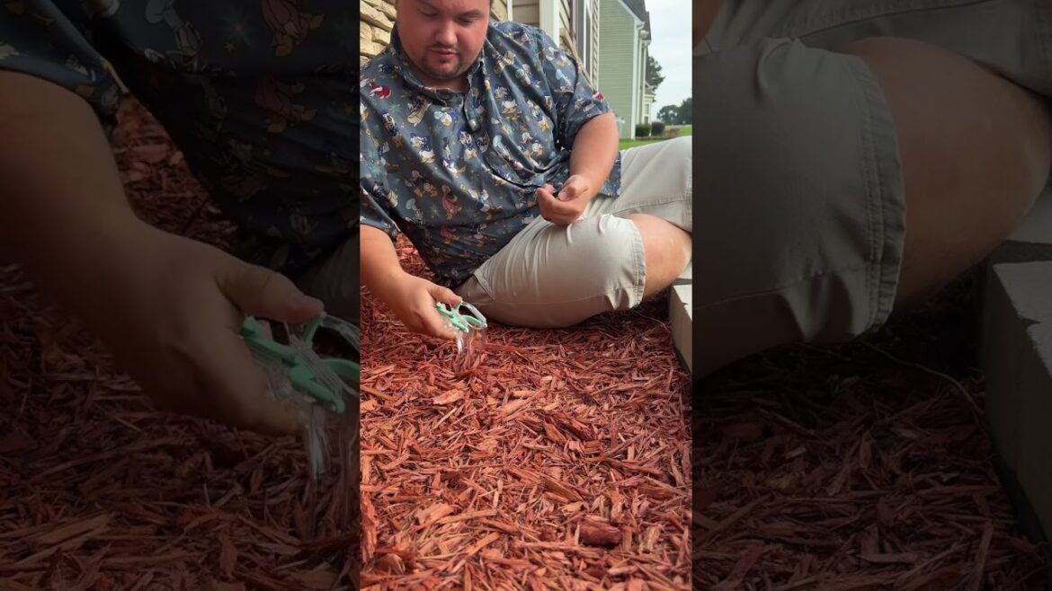 Check out my need seed planter! Check out my need seed planter!