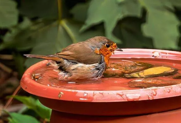A Robin starts to bathe in a inner city back garden.