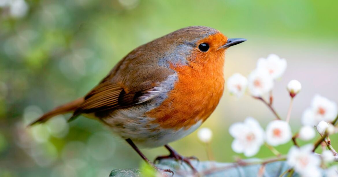 Robins will want to stay in your garden all year if you plant 1 tree they love Ipso logo
