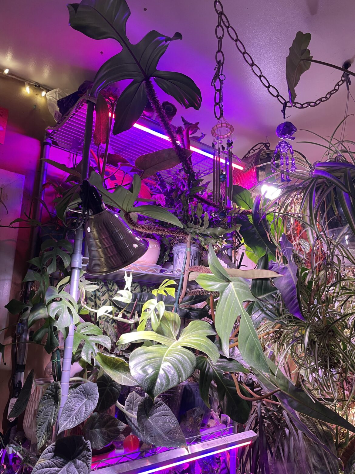 Philodendron Squamiferum continuously squams its way to the ceiling
