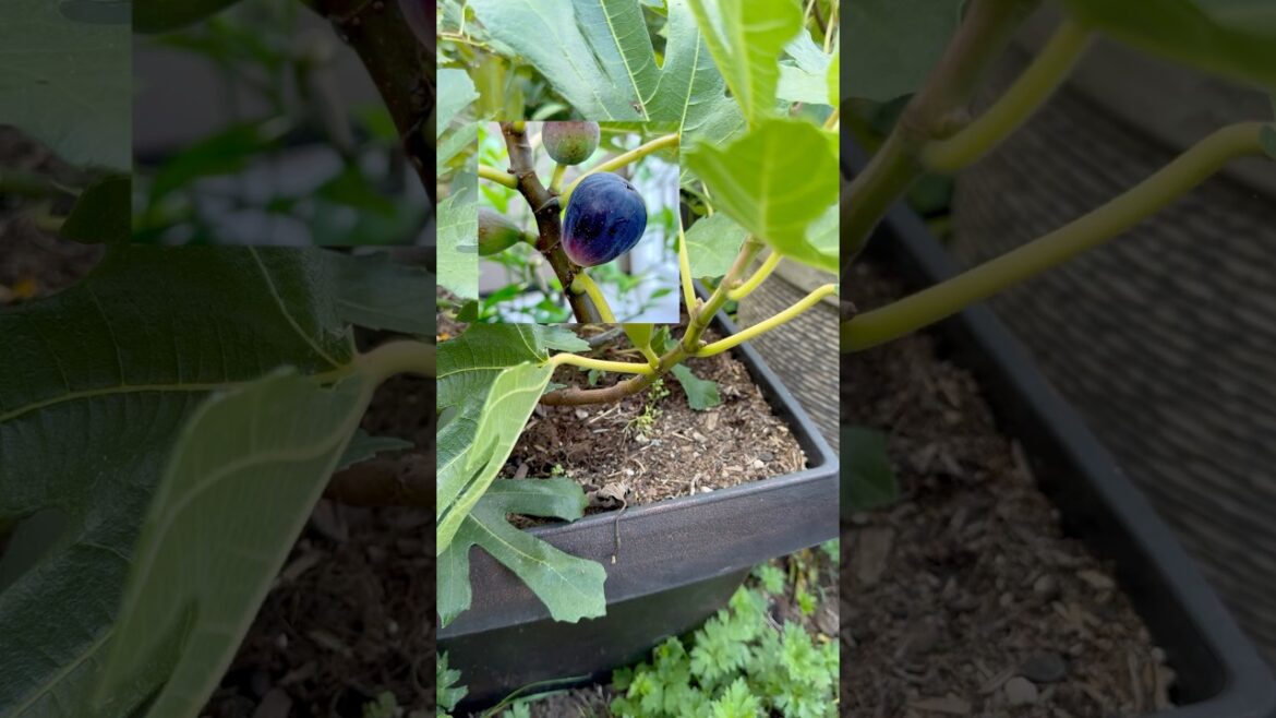 Little Miss Figgy Fig Tree #figs #containergardening #gardeningtips #fruit Little Miss Figgy Fig Tree #figs #containergardening #gardeningtips #fruit