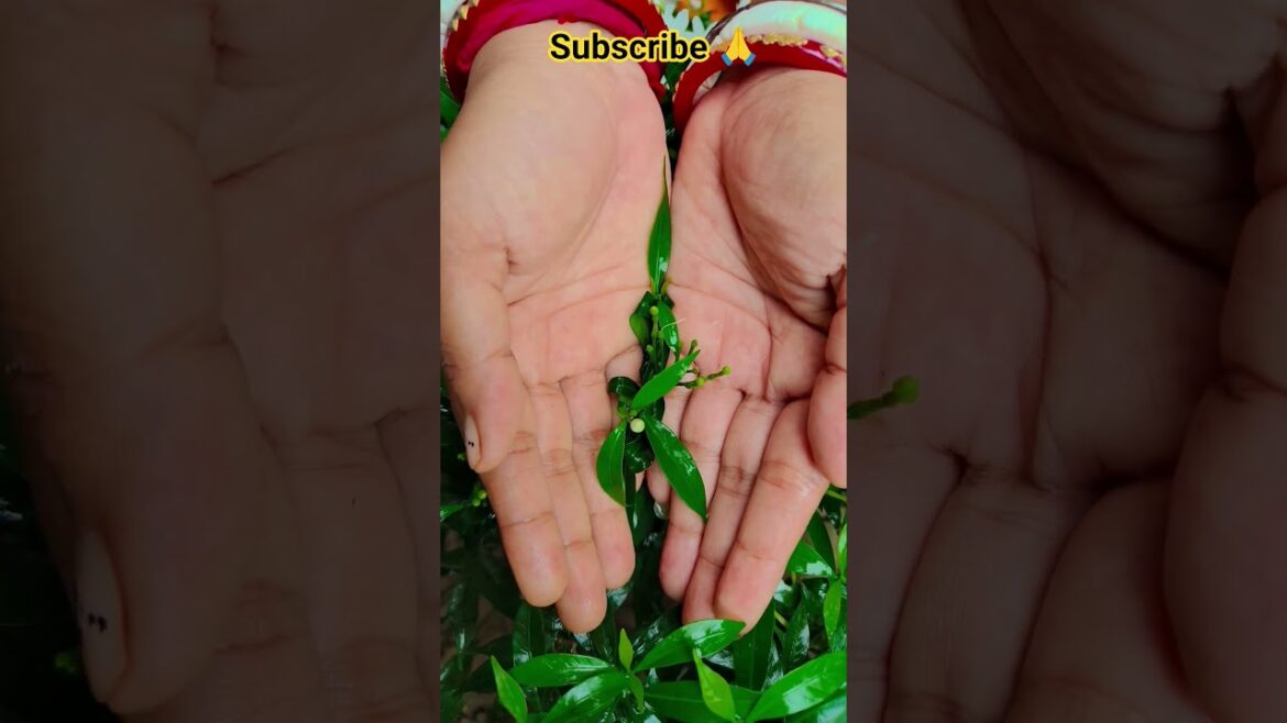 ফুল নিয়ে টিকটিক #gardening #youtubeshorts #UpdateGardening #garden #youtubeshort #flowers #rose