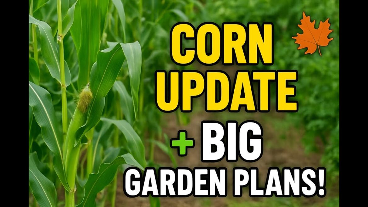 Corn Update & BIG Fall/Winter Garden Plans 🌽🍂 | Exciting Changes Ahead!