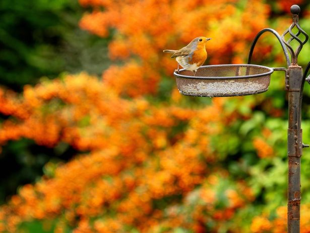 Robin in an autumn garden