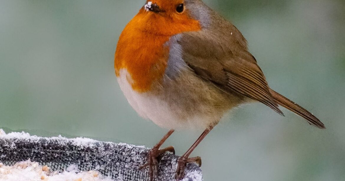 Robins will love your garden in every season if you plant 1 tree they adore Ipso logo