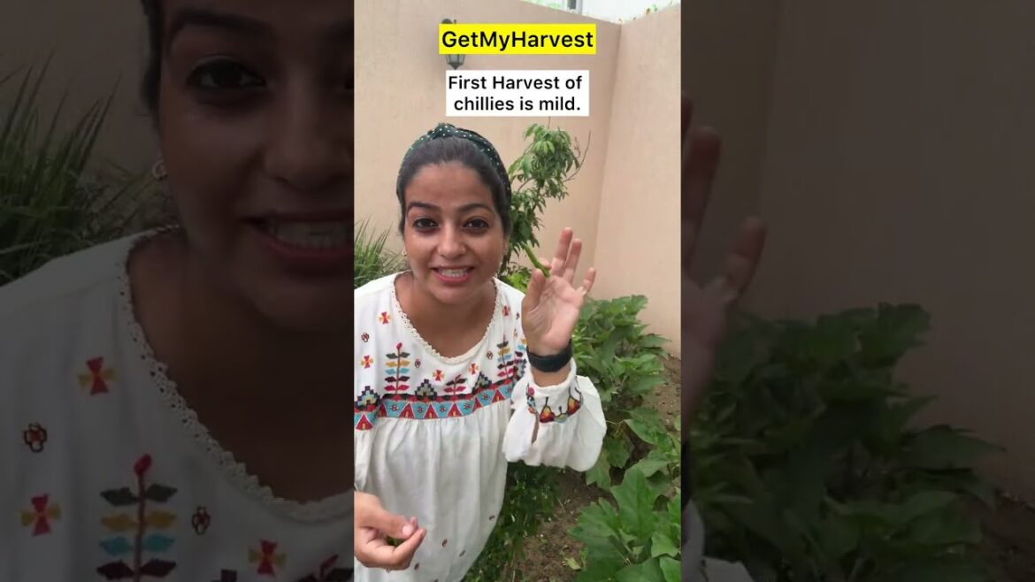 🌶️🔥सबसे HOT मिर्च कैसे चुनें? Easy Harvest Tips!
