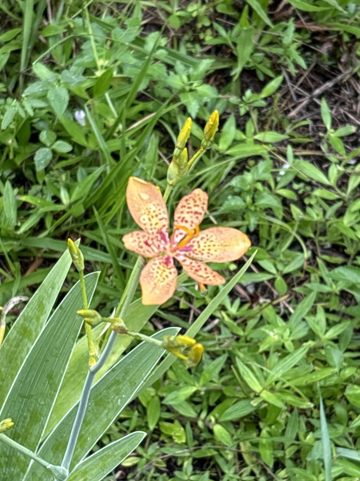 Is HappiestPlants Legit?