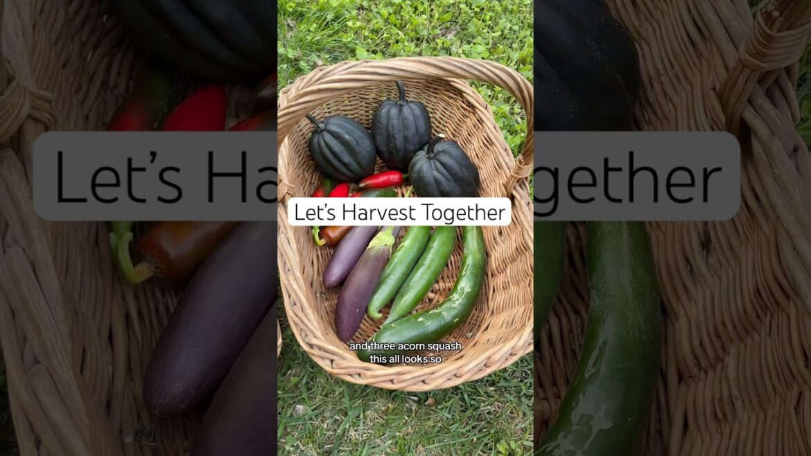 Little harvest video 🌱🦋🥒 #gardening #backyardgarden #growyourownfood Little harvest video 🌱🦋🥒 #gardening #backyardgarden #growyourownfood