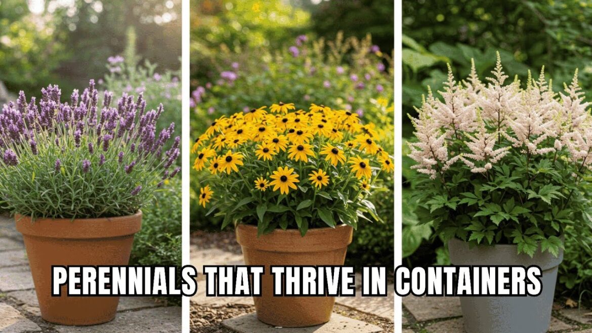 𤯠Lazy Gardener’s Dream: 17 Perennials That THRIVE in Containers/Pots With ZERO Effort! 𤯠Lazy Gardener's Dream: 17 Perennials That THRIVE in Containers/Pots With ZERO Effort!