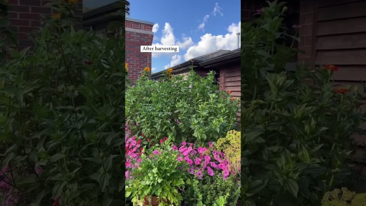 This is why I love zinnias so much, their productivity! #gardening #balconygarden #containergarden