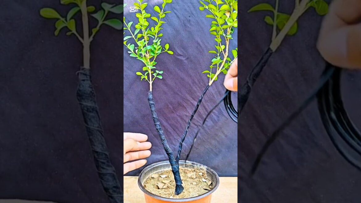 bonsai #bonsai #winatabonsai #bonsaigarden #warubonsai #gardendesign #garden #caraperawatanbonsai