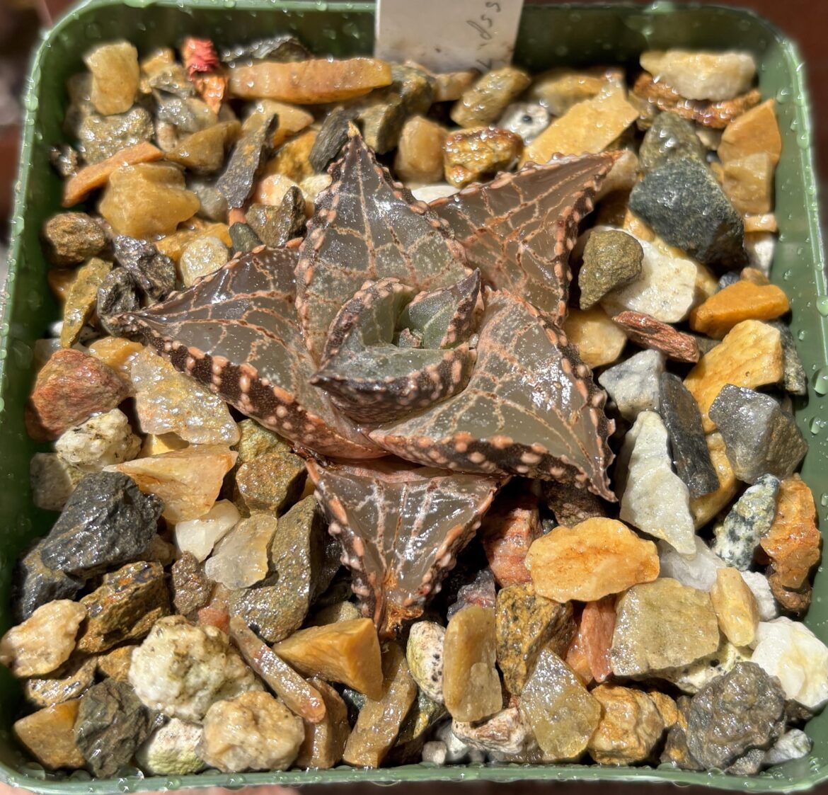 Dinosaur after a summer hose session