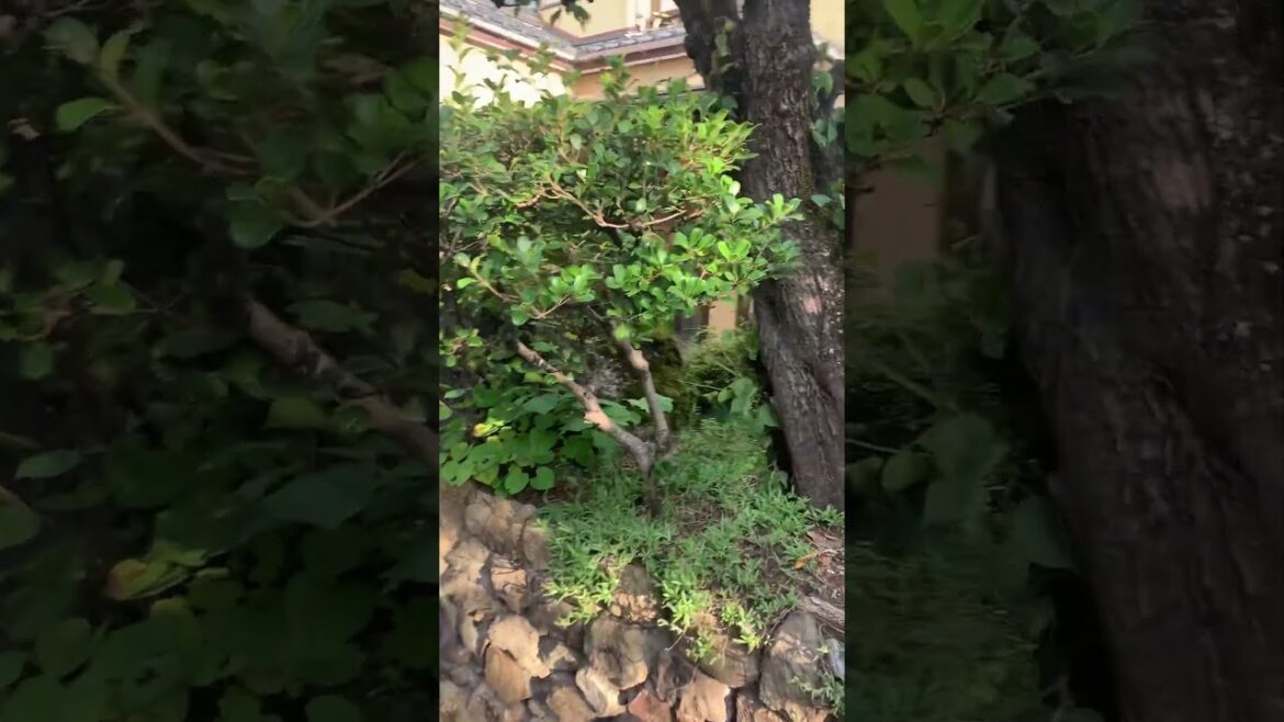 Big in Japan? My first garden gig overseas!! #redsealvas #garden #landscaper #japan #gardening Big in Japan? My first garden gig overseas!! #redsealvas #garden #landscaper #japan #gardening