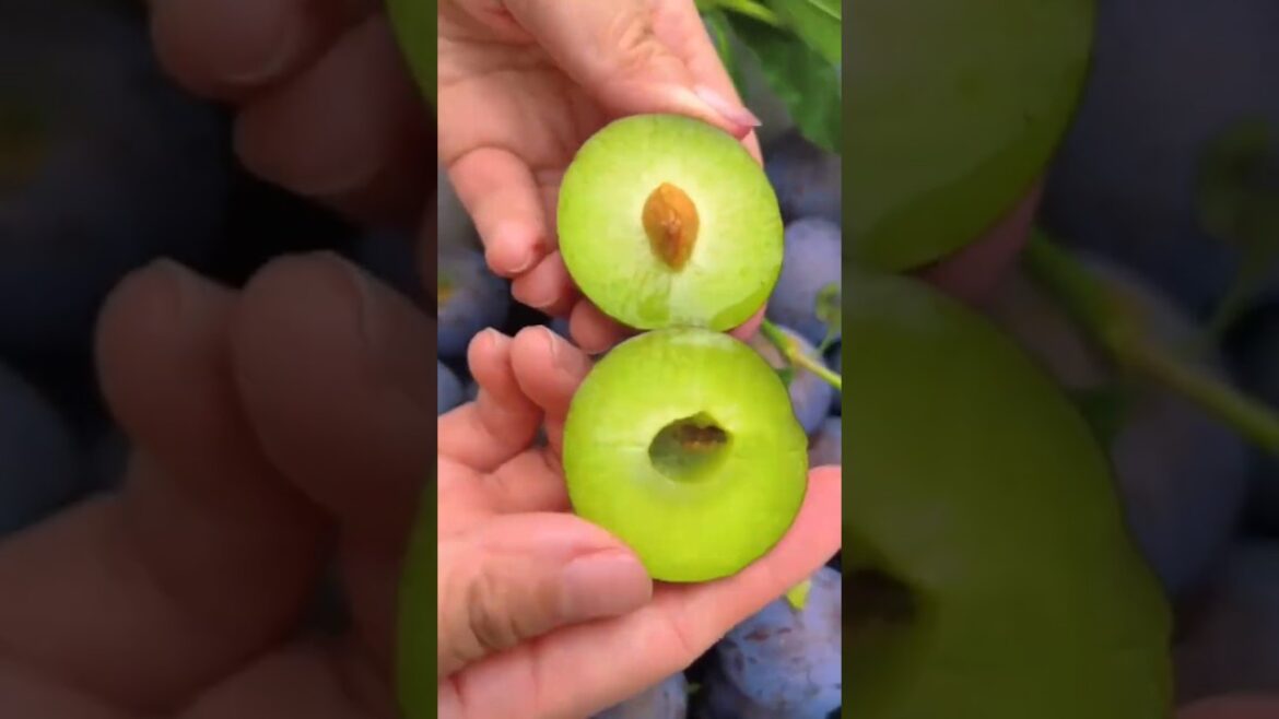 farm fresh fruit cutting, relaxing rural life #fruit #relaxing #cuttingskills #shorts