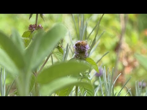 Inside Berlin’s ‘Monk’ garden that grows edible and medicinal plants Inside Berlin’s ‘Monk’ garden that grows edible and medicinal plants