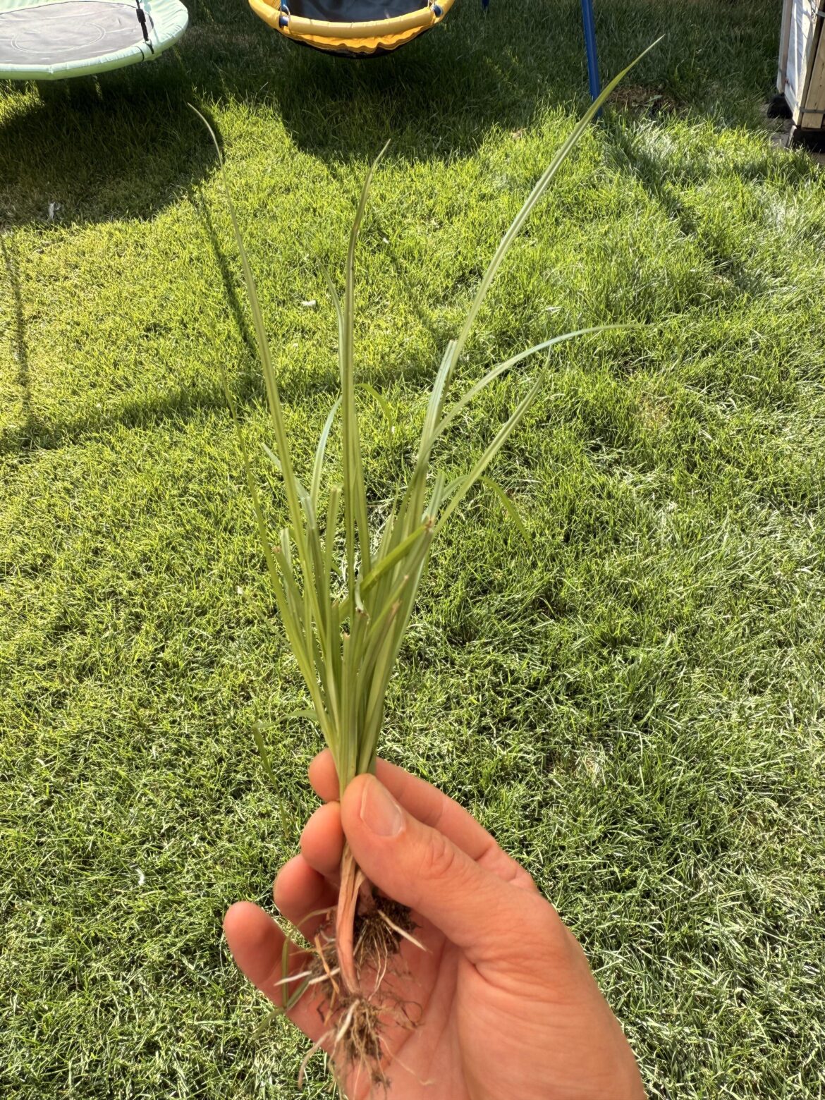 Yard is Small. 600sqft total. Will I regret hand pulling all weeds including Nutsedge? Yard is Small. 600sqft total. Will I regret hand pulling all weeds including Nutsedge?