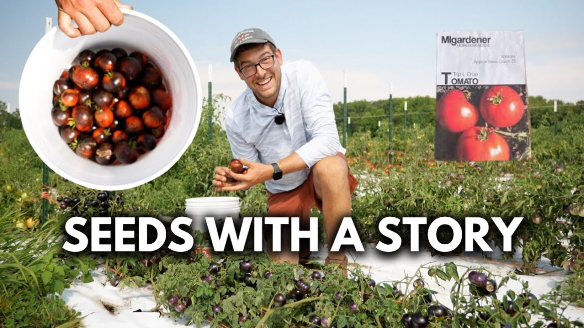 Pro Grow Tips - How to Save Tomato Seeds and Never Buy them Again!