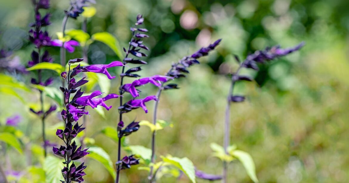 Beautiful late-flowering plants to celebrate autumn’s arrival – The Irish Times Beautiful late-flowering plants to celebrate autumn’s arrival – The Irish Times
